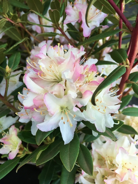 Rhododendron 'Mary Fleming' | Rhododendrons (Hybrids & species)