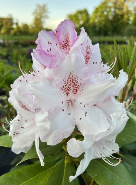 Rhododendron 'Mrs. Charles E. Pearson' | Rhododendrons (Hybrids & species)