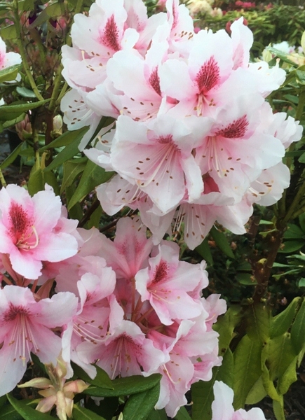 Rhododendron 'Mrs. G.W. Leak' | Rhododendrons (Hybrids & species)