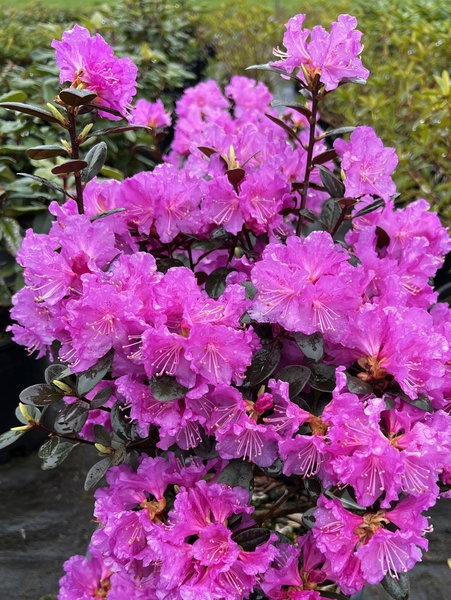 Rhododendron 'Northern Starburst' | Rhododendrons (Hybrids & species)