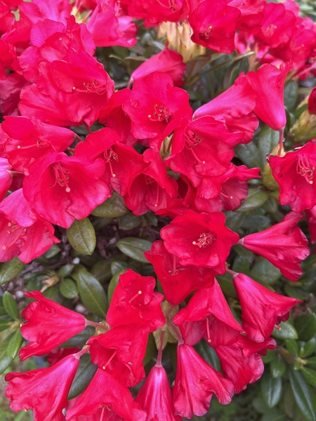 Rhododendron 'Patriot's Dream' | Rhododendrons (Hybrids & species)