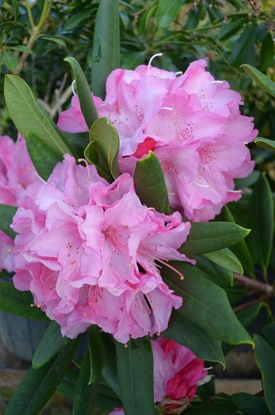 Rhododendron 'Peppermint Twist' | Rhododendrons (Hybrids & species)