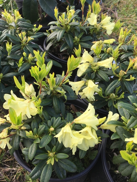 Rhododendron 'Peter Bee' | Rhododendrons (Hybrids & species)