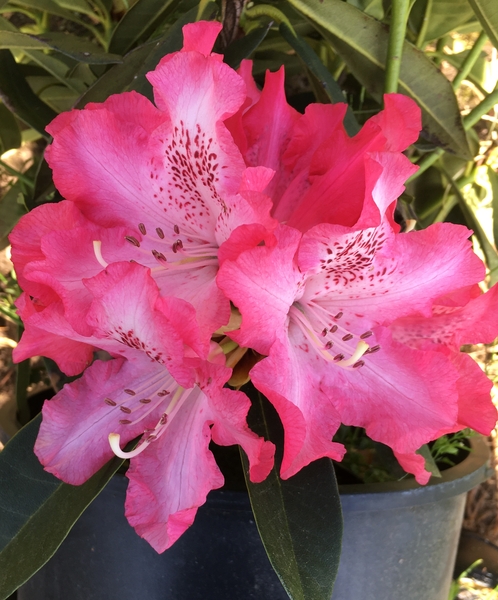 Rhododendron 'Pink Jeans' | Rhododendrons (Hybrids & species)