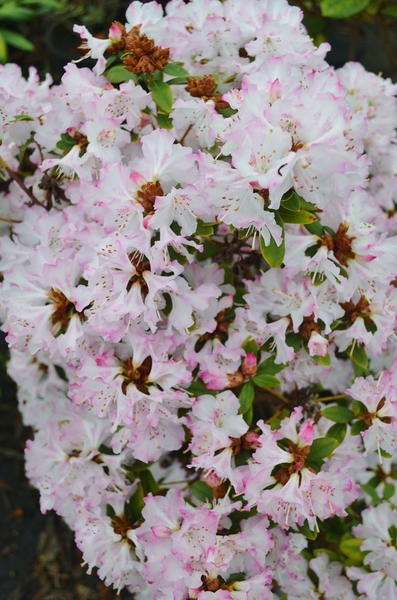 Rhododendron 'Pink Snowflakes' | Rhododendrons (Hybrids & species)