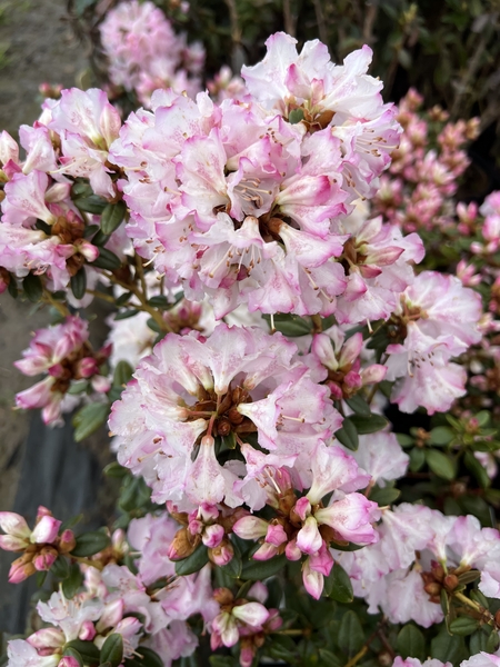 Rhododendron 'Pink Snowflakes' | Rhododendrons (Hybrids & species)