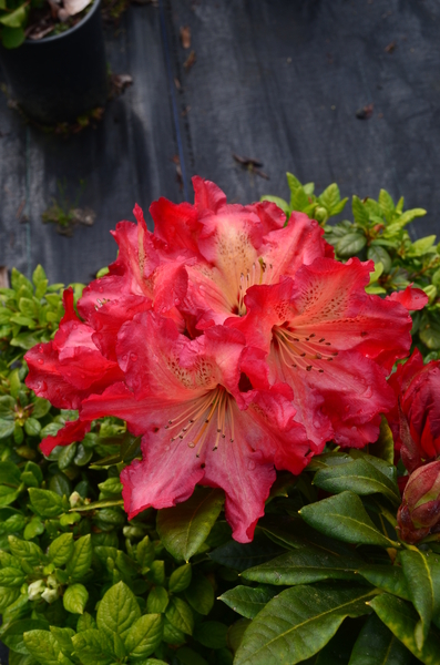 Rhododendron 'Red Gold' | Rhododendrons (Hybrids & species)