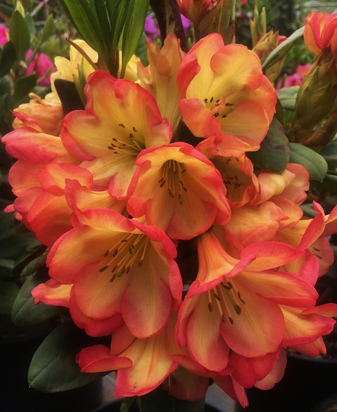 Rhododendron 'Ring of Fire' | Rhododendrons (Hybrids & species)