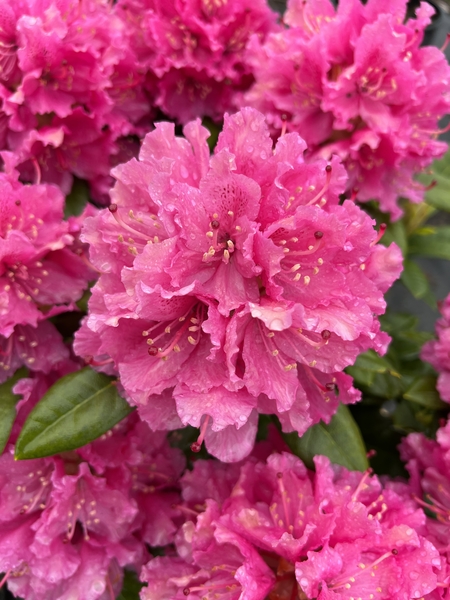 Rhododendron 'Rocket' | Rhododendrons (Hybrids & species)