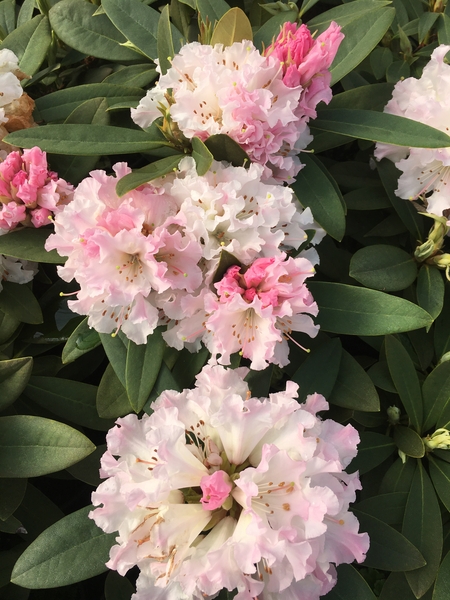 Rhododendron 'Rosamundi' | Rhododendrons (Hybrids & species)