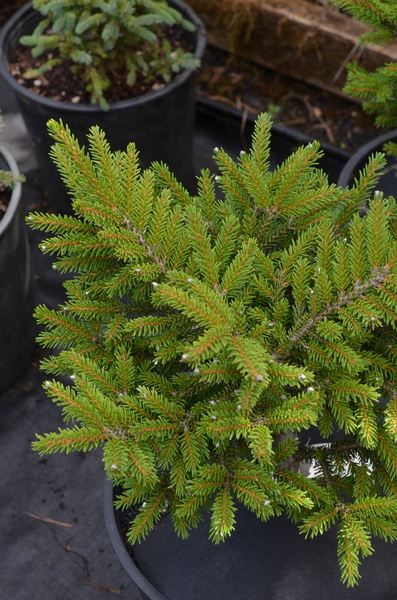 Picea orientalis 'Bergman's Gem' | Conifers