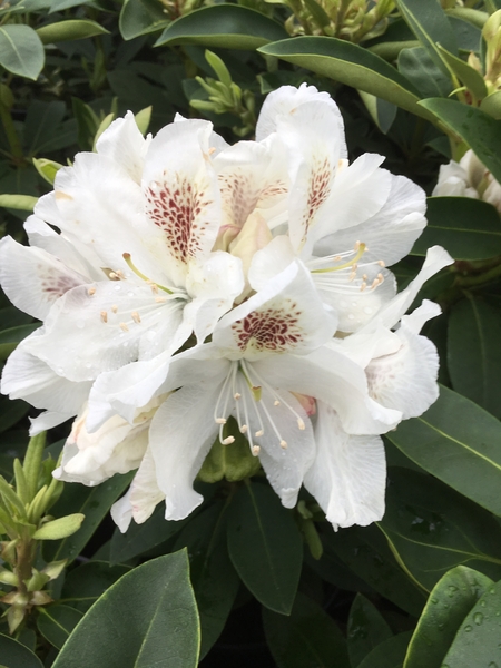 Rhododendron 'Schneebukett' | Rhododendrons (Hybrids & species)