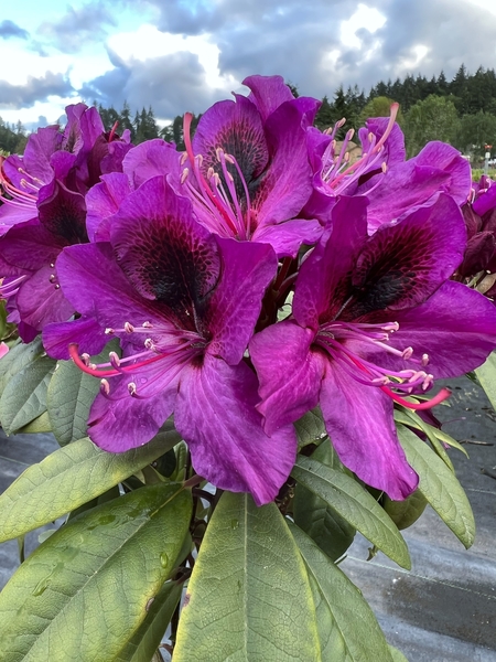 Rhododendron 'Smokey #9' | Rhododendrons (Hybrids & species)