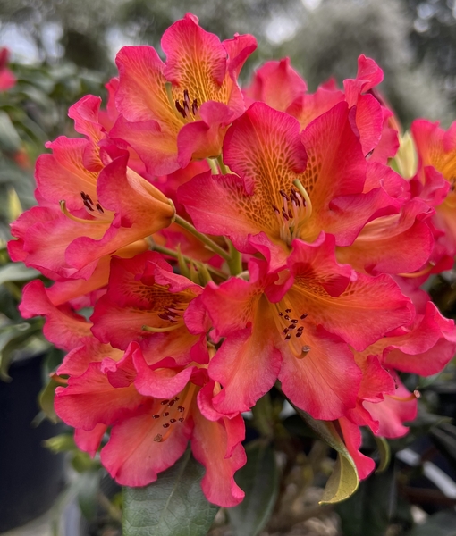 Rhododendron 'Sonata' | Rhododendrons (Hybrids & species)