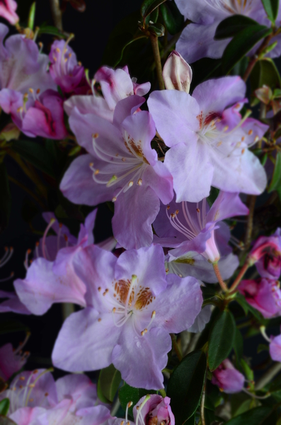 Rhododendron 'Star Trek' | Rhododendrons (Hybrids & species)