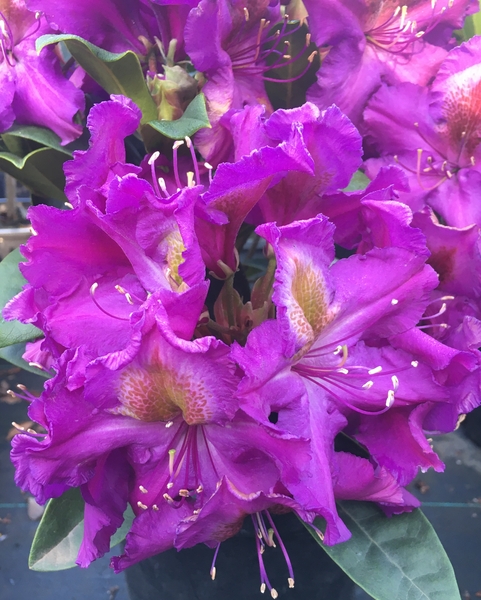Rhododendron 'Tamarindos' | Rhododendrons (Hybrids & species)
