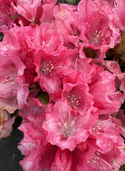 Rhododendron 'Tina Heinje' | Rhododendrons (Hybrids & species)