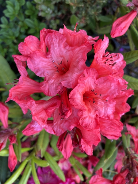 Rhododendron 'Tortoiseshell Wonder' | Rhododendrons (Hybrids & species)