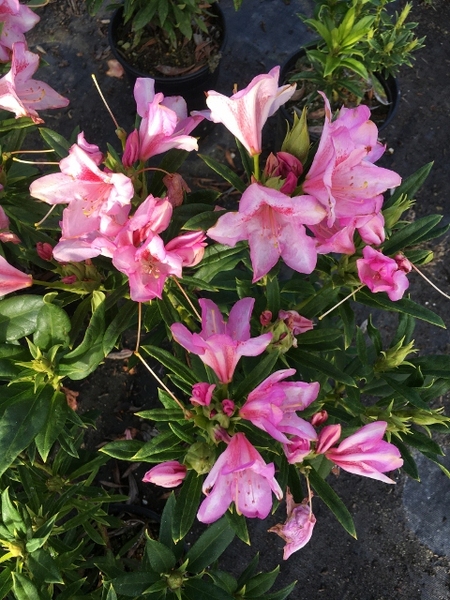 Rhododendron 'Tressa McMurry' | Rhododendrons (Hybrids & species)