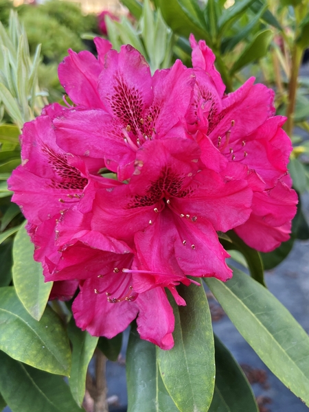 Rhododendron 'Trilby' | Rhododendrons (Hybrids & species)