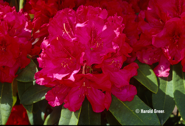 Rhododendron 'Trilby' | Rhododendrons (Hybrids & species)
