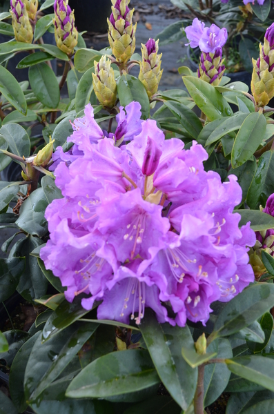 Rhododendron 'True Blue' | Rhododendrons (Hybrids & species)