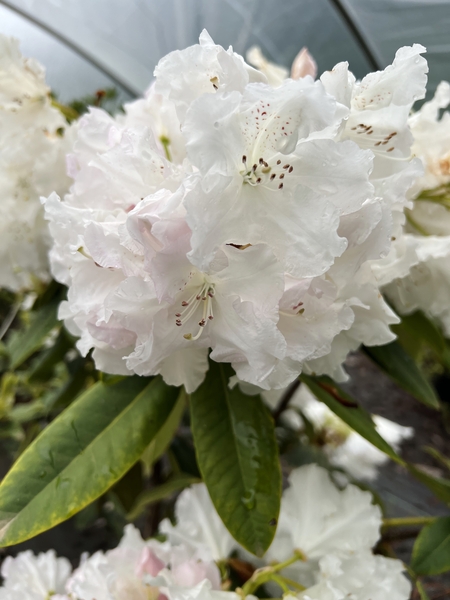 Rhododendron 'Loder's White' | Rhododendrons (Hybrids & species)