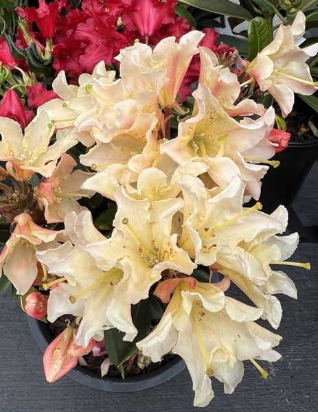 Rhododendron 'Glowing Gold' | Rhododendrons (Hybrids & species)