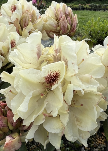 Rhododendron 'Vanilla Spice' | Rhododendrons (Hybrids & species)