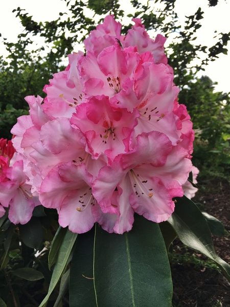 Rhododendron 'Point Defiance' | Rhododendrons (Hybrids & species)