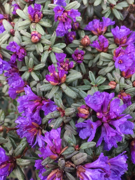 Rhododendron 'Edgarianum' | Rhododendrons (Hybrids & species)