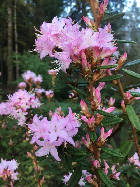 Rhododendron racemosum (Tall form) | Rhododendrons (Hybrids & species)