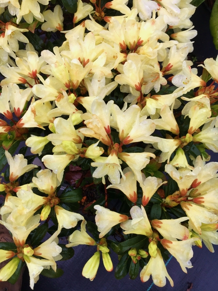 Rhododendron 'Tow Head' | Rhododendrons (Hybrids & species)