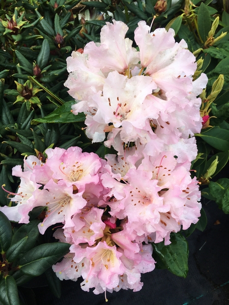 Rhododendron 'Christmas Cheer' | Rhododendrons (Hybrids & species)