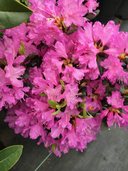 Rhododendron 'Checkmate' | Rhododendrons (Hybrids & species)