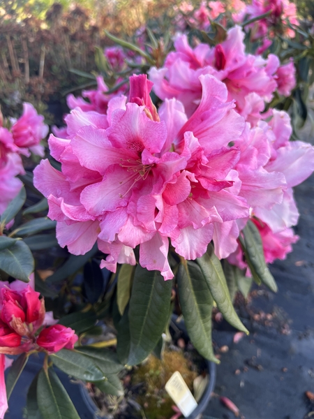 Rhododendron 'Anna' | Rhododendrons (Hybrids & species)