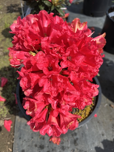 Rhododendron 'Belva's Joy' | Rhododendrons (Hybrids & species)