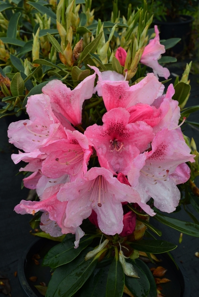 Rhododendron 'Horizon Garnet' | Rhododendrons (Hybrids & species)