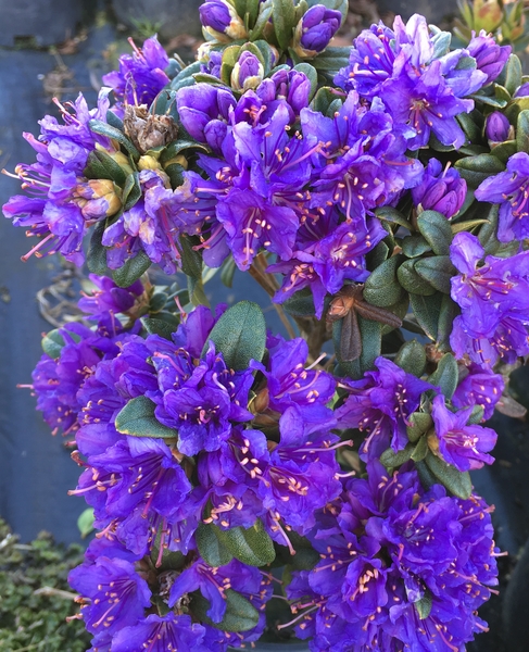 Rhododendron 'Songbird' | Rhododendrons (Hybrids & species)