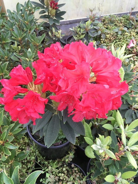 Rhododendron 'Fusilier' | Rhododendrons (Hybrids & species)