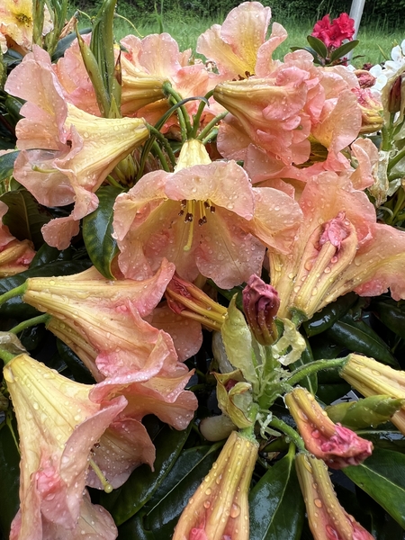 Rhododendron 'King of Shrubs' | Rhododendrons (Hybrids & species)