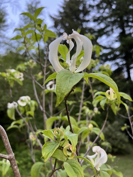 Cornus florida subsp. urbiniana (pringlei) | Japanese Maples, Ornamental Trees