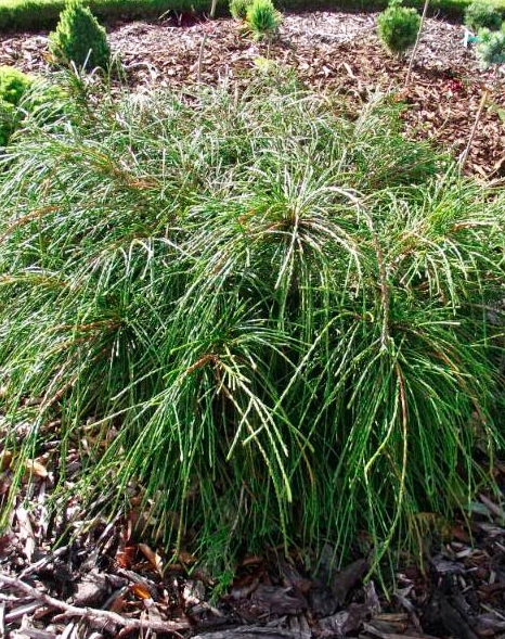 Thuja plicata 'Whipcord' | Conifers
