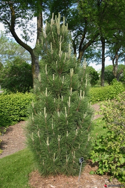 Pinus nigra 'Arnold's Sentinal' | Conifers