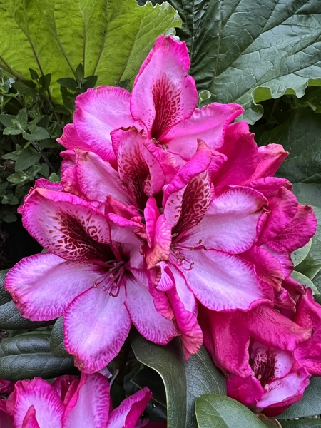 Rhododendron 'Pomegranate Splash' | Rhododendrons (Hybrids & species)