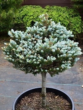 Abies koreana 'Kohout's Icebreaker' | Conifers