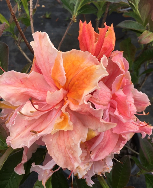 Azalea (salmon/orange throat) | Deciduous Azaleas