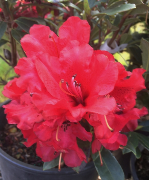 Rhododendron 'Blitz' | Rhododendrons (Hybrids & species)