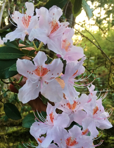 Rhododendron yunnanense | Rhododendrons (Hybrids & species)