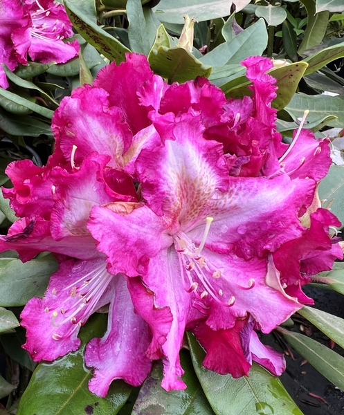 Rhododendron 'Burgundy Lace' | Rhododendrons (Hybrids & species)